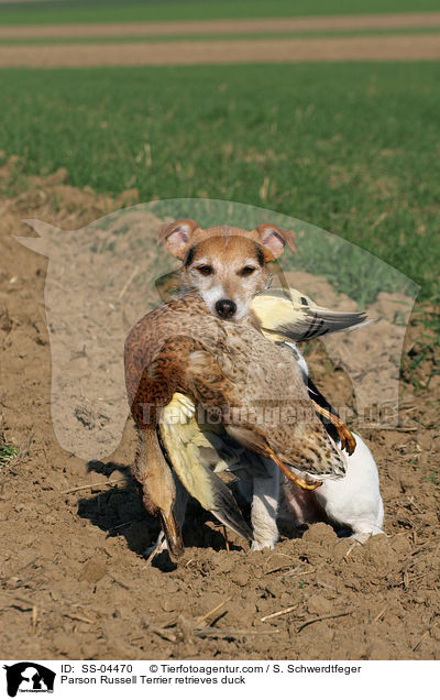 Parson Russell Terrier apportiert Ente / Parson Russell Terrier retrieves duck / SS-04470