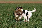 Parson Russell Terrier retrieves rabbit