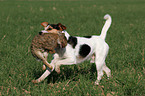 Parson Russell Terrier retrieves rabbit