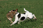 Parson Russell Terrier retrieves rabbit