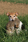 Parson Russell Terrier retrieves rabbit