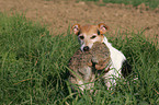 Parson Russell Terrier retrieves rabbit