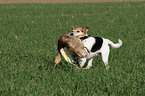 Parson Russell Terrier retrieves duck