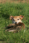 Parson Russell Terrier retrieves duck