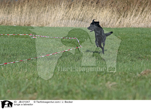 Labrador wird longiert / lunge a labrador / JB-01047