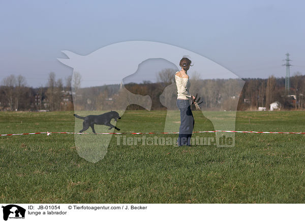 Labrador wird longiert / lunge a labrador / JB-01054