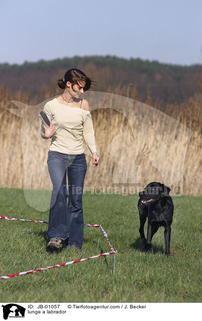lunge a labrador / JB-01057