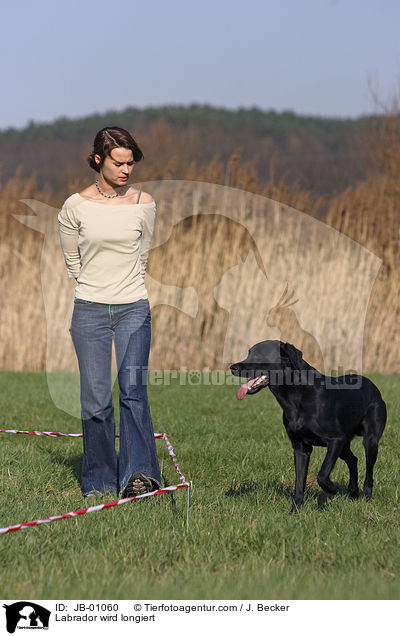 Labrador wird longiert / Labrador wird longiert / JB-01060