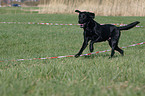 lunge a labrador