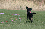 lunge a labrador