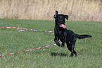 lunge a labrador