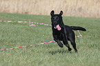 lunge a labrador