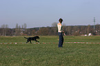 lunge a labrador