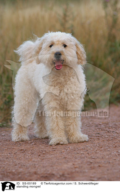 stehender Mischlingshund / standing mongrel / SS-00189