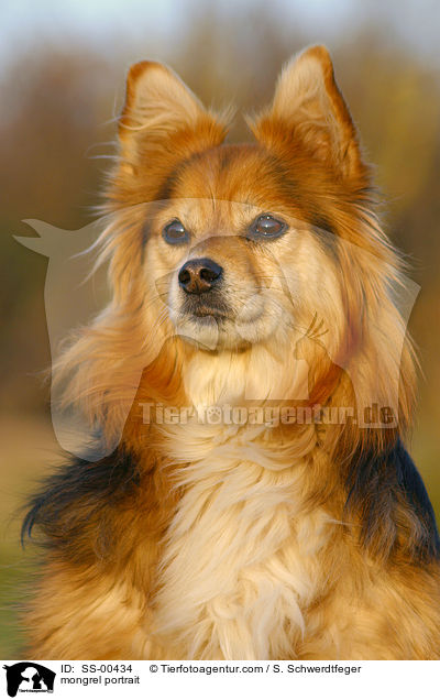 Mischlingshund Portrait / mongrel portrait / SS-00434