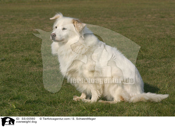 bergewichtiger Hund / overweight dog / SS-00560