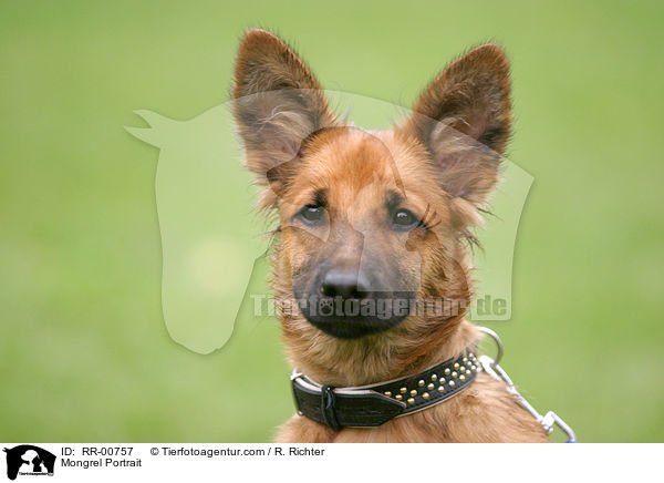 Mongrel Portrait / RR-00757