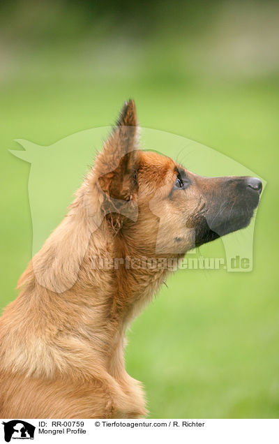 Mongrel Profile / RR-00759