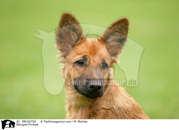 Mongrel Portrait / RR-00760