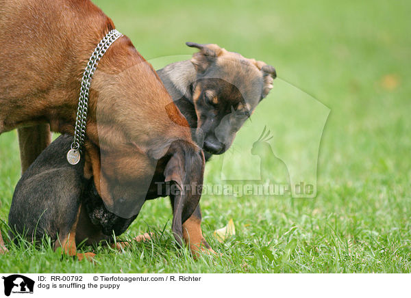 dog is snuffling the puppy / RR-00792