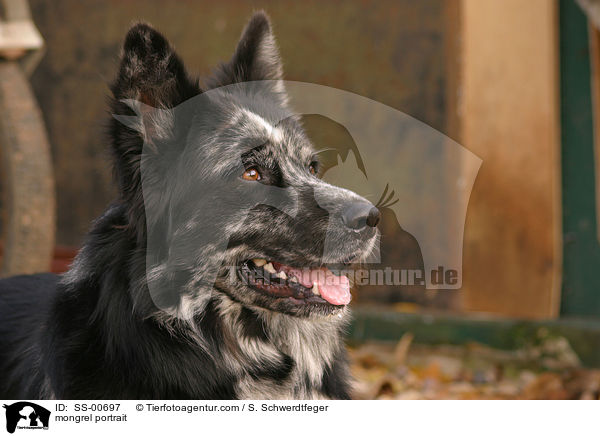 mongrel portrait / SS-00697