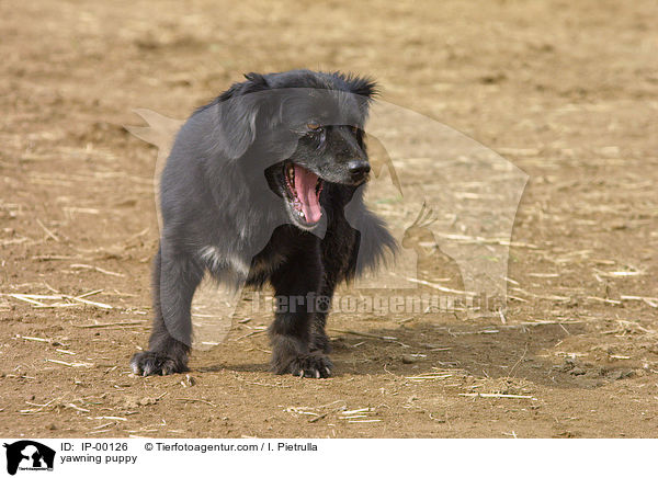 ghnender Welpe / yawning puppy / IP-00126