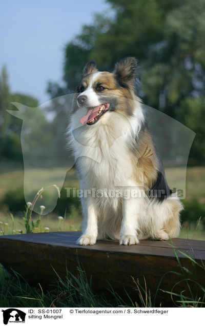 sitzender Sheltie-Mischling / sitting Mongrel / SS-01007