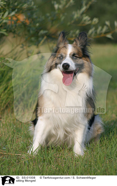 sitzender Sheltie-Mischling / sitting Mongrel / SS-01008