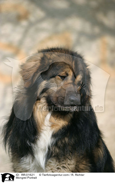 Mischling / Mongrel Portrait / RR-01621