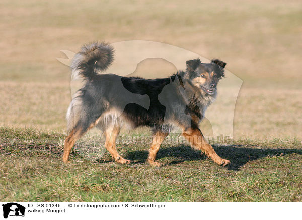 walking Mongrel / SS-01346