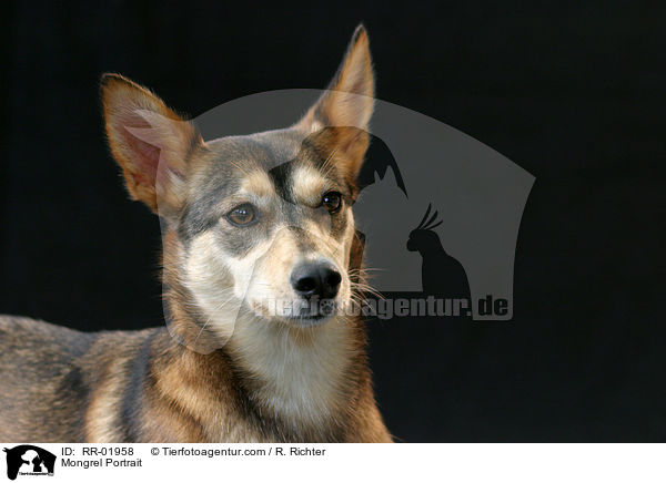 Mischling / Mongrel Portrait / RR-01958