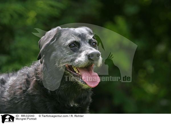 Mischling / Mongrel Portrait / RR-02040