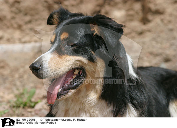 Border Collie Mischling Portrait / Border Collie Mongrel Portrait / RR-02068