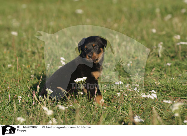 Puppy / RR-02882