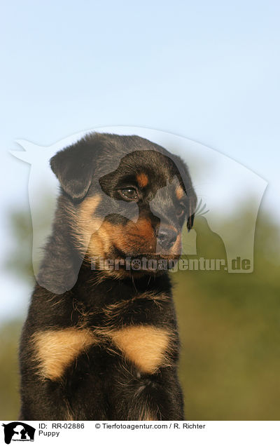 Puppy / RR-02886