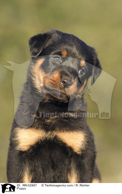 Puppy / RR-02887