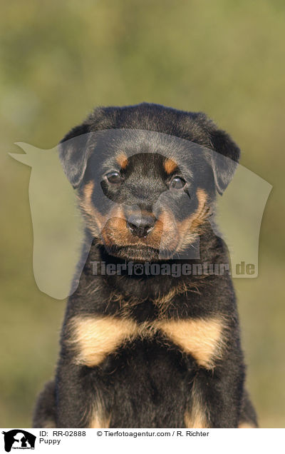 Puppy / RR-02888