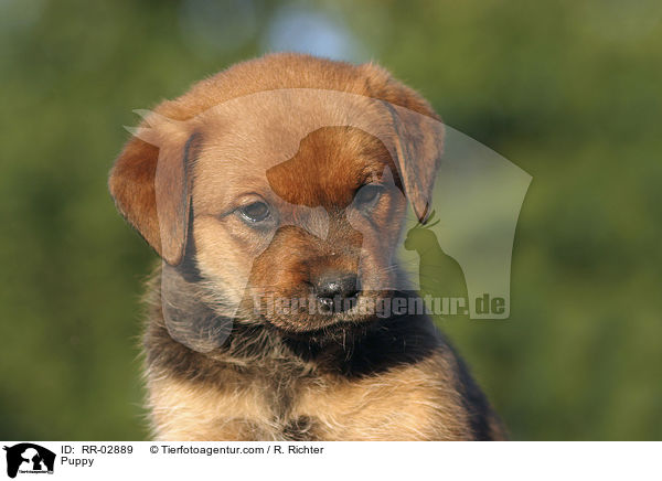 Puppy / RR-02889