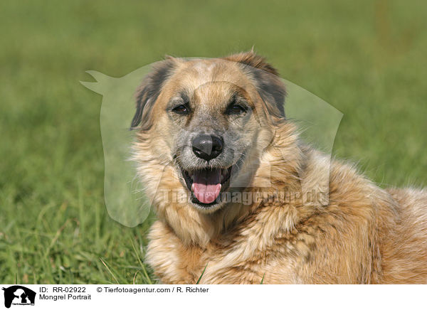 Mischling Portrait / Mongrel Portrait / RR-02922