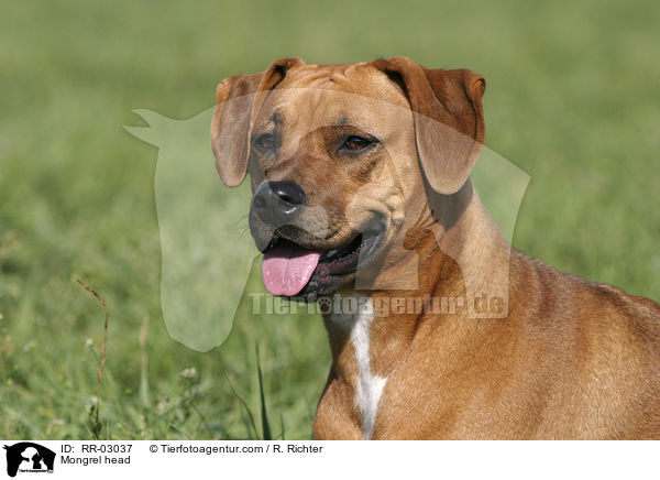 Mischling im Portrait / Mongrel head / RR-03037