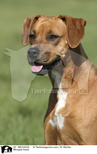 Mischling im Portrait / Mongrel head / RR-03045