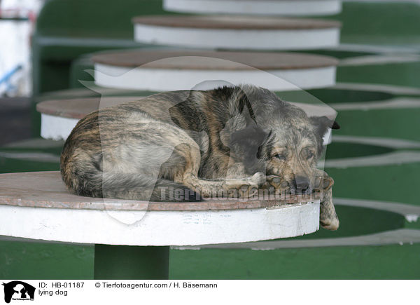 liegender Hund / lying dog / HB-01187