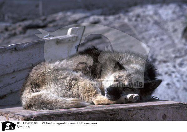 lying dog / HB-01188