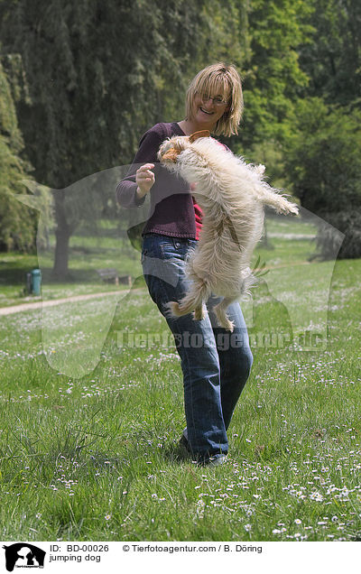 Hund springt auf Kommando / jumping dog / BD-00026