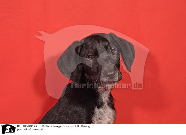 Mischlingsportrait / portrait of mongrel / BD-00197