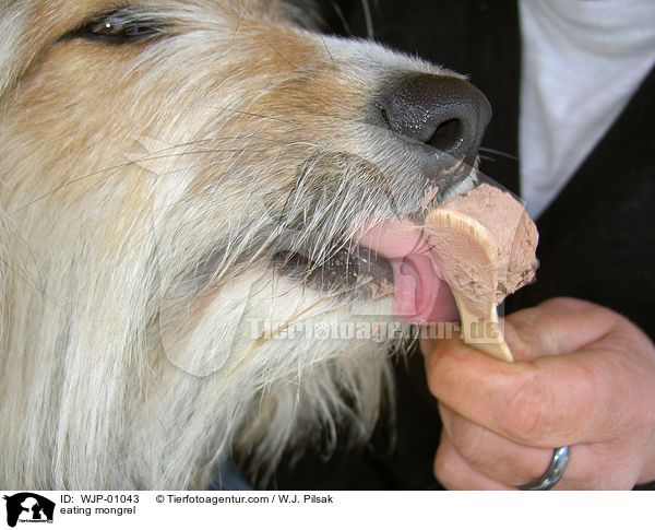 fressender Mischling / eating mongrel / WJP-01043