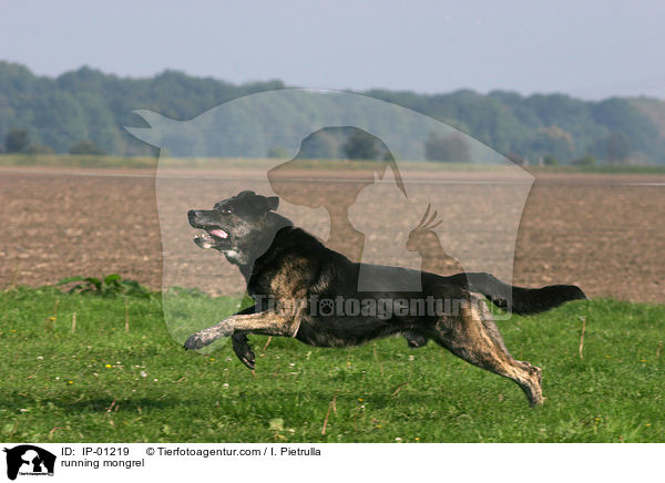 running mongrel / IP-01219