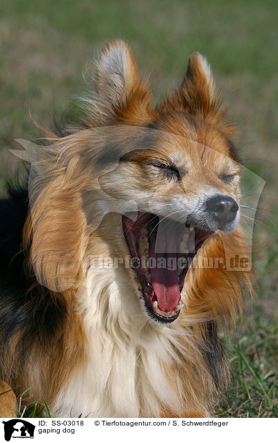 gaping dog / SS-03018