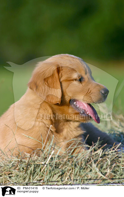 mongrel puppy / PM-01416