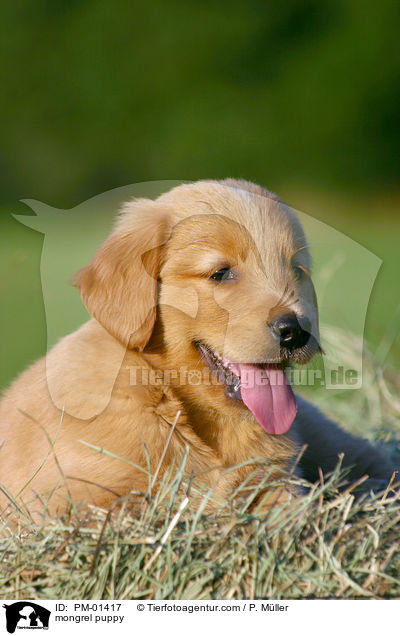 mongrel puppy / PM-01417
